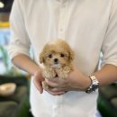 데려가개 이미지