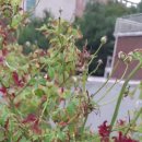 오해피데이 이미지