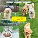내고5길 | 대전 소제동 애견운동장 애견카페 견우재 방문 후기