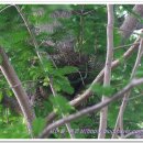 비둘기집 이미지