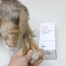 이브애견샵 | 강아지 샴푸 추천 자유펫 데일리릴리프 강아지냄새제거 애견샴푸 후기