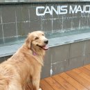 도그마실 이미지