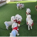 소소하개 이미지