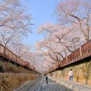 부산12교 | 벚꽃 명소 진해 군항제 취소된 여좌천 로망스다리