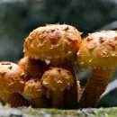 황금비늘 이미지