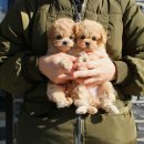 오롯이;독 | 도전! 꿈을 향해 달려가는 우리 강아지, 포천강아지분양 요미독에서 찾았다!