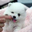 뽀송뽀송 이미지