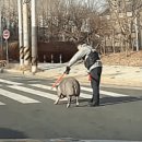 돼지궁디