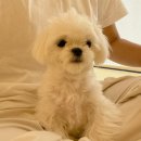 단짝멍몽 이미지