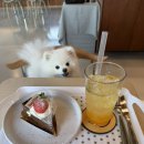 뜨레 | 제주 서쪽 애견동반 카페/베이커리 금오뜨레 솔직후기 (내돈내산)