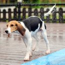 시원애견 이미지