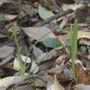 제주의 한란 이미지