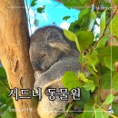 어메이징 아프리카 | 시드니 동물원 시드니주 Sydney Zoo 코알라랑 사진 찍기