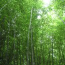 대나무골 이미지