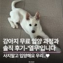 카페고견 | 강아지 입양 솔직한 후기와 과정을 말씀드려요