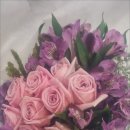 샤론의꽃 이미지