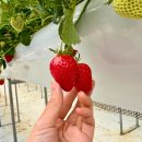 경기도 화성 딸기농장 어린이 딸기 만들기 체험 장스베리
