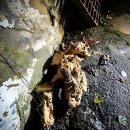 생생척척의원 | 동대문하수구막힘 싱크대 역류 해결 전문가에게 맡겨야 하는 이유