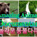 놀라운 동물의 세계. Amazing Animals documentary.동물다큐 이미지