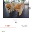 우쭈쭈플렉스 강아지 유치원 호텔 | 수원 인계동 애견호텔 우쭈쭈플렉스 강아지 애견 유치원 호텔 비용 시간 위치