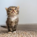 이산동물의료센터 이미지