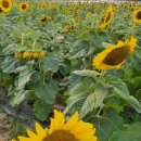 해바라기 애견 이미지