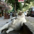 냥이와 양이 이미지