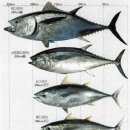 의외로 굉장히 큰 참치 크기 이미지