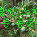 노간주나무 이미지
