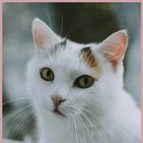 광주24시스카이동물메디컬센터 이미지