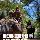 (유)신코끼리주유소 | 파타야 몽창카페 내돈내산 후기｜코끼리 트레킹 + 볼트 이동 + 예약팁 (가족여행 추천)