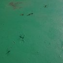 망상초등학교 이미지