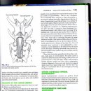 디스크수술(Dorsal Laminectomy) 이미지