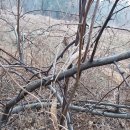 대박가운 Daum카페
