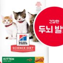 키튼코리아 이미지