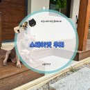 (주)대가시스템 | 충주 스테이옛우리 대형견동반 가능한 풀빌라 펫펜션 내가 대신 보내드린 이유