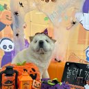 놀러오개 애견유치원 애견호텔(화성 병점진안점) 이미지