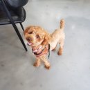 한스애견카페 이미지