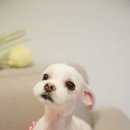 애견미용실 바비펫 이미지