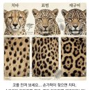 표범