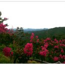 백일홍동산 이미지