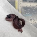 서현펫# | 일산 파슐랭에서 시작한 ‘펫테일게코’ 입문기 🦎