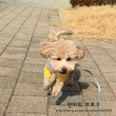 츄츄 펫하우스 | 시흥 목감동 펫시터 방문 돌봄 후기