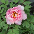 모란모란 이미지