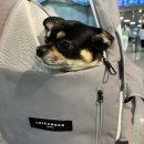 엘리스산장 | 가평 애견동반 펜션 엘리스 산장 재방문 후기 가성비 최고 글램핑장 추천