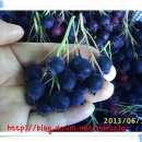 와우농장 이미지