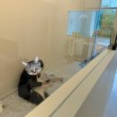 묘묘 고양이 미용실 이미지