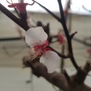 차푸릇