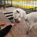 대관령 아기동물농장 이미지