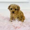 야옹아 멍멍해봐(신대점) 이미지